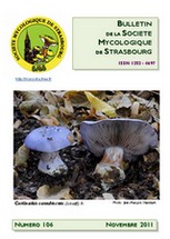 Couverture: Russula amoena Quélet