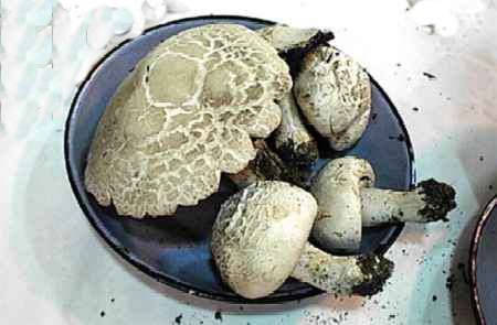Agaricus squamulifer ©SMS-1998