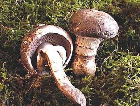 Agaricus vaporarius ©SMS-1998