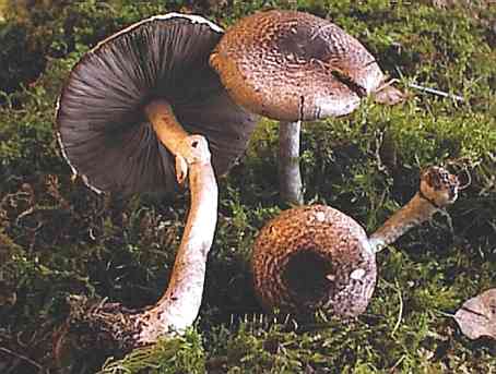 Agaricus variegans SMS-1998