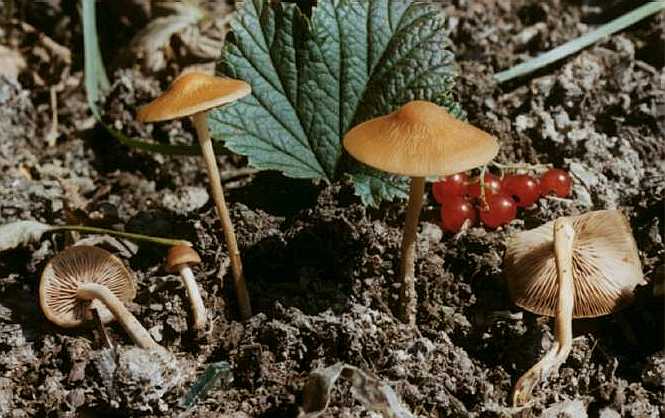 Agrocybe arvalis ©SMS-2000
