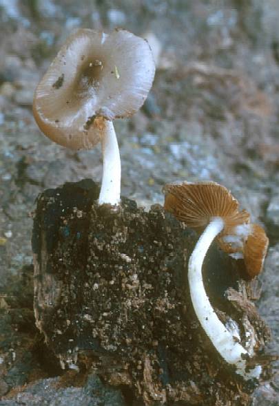 Bolbitius aleuriatus ©SMS-20001