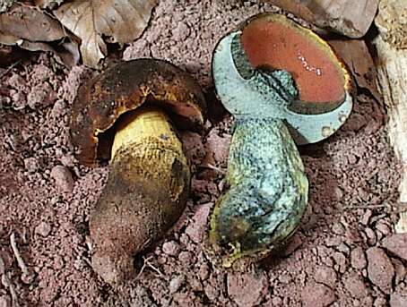 Boletus erythropus var. discolor ©SMS-1999