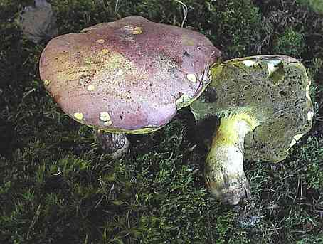 Boletus pseudoregius ©SMS-1998