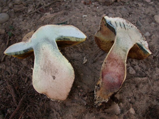 Boletus sanguineipes ©SMS -2003