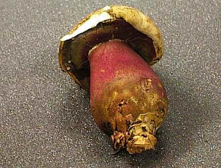Boletus satanas ©SMS-1999
