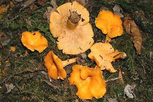 Cantharellus cibarius ©SMS-1999