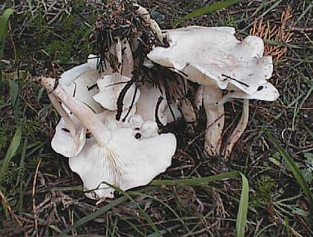 Clitocybe cerussata ©SMS-1999
