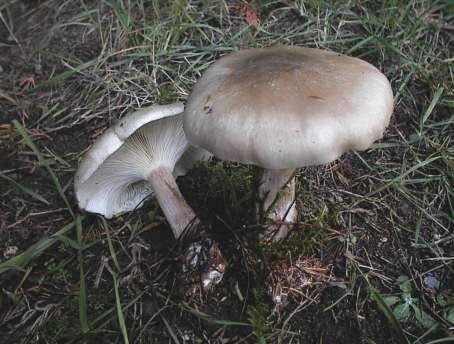 Clitocybe nebularis ©SMS-1999
