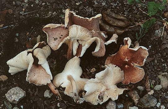 Collybia luxurians SMS 2000