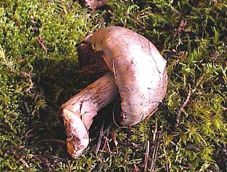 Cortinarius dionysae ©SMS-1998