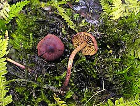 Cortinarius uliginosus ©SMS-1998