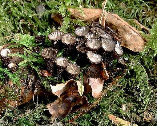 Cyathus striatus ©SMS-1999