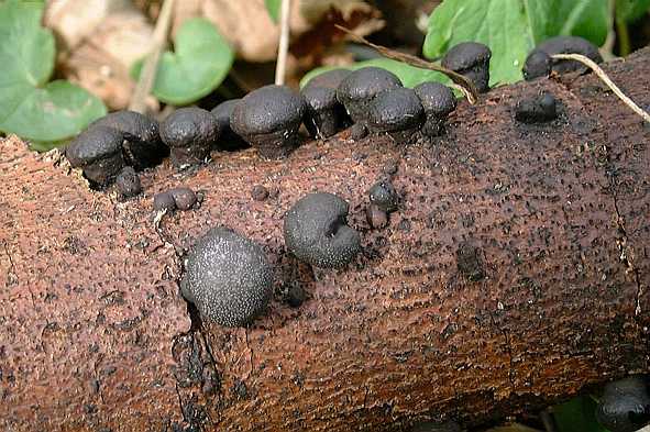 Daldinia vernicosa SMS-2000