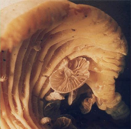Entoloma parasiticum SMS-1999