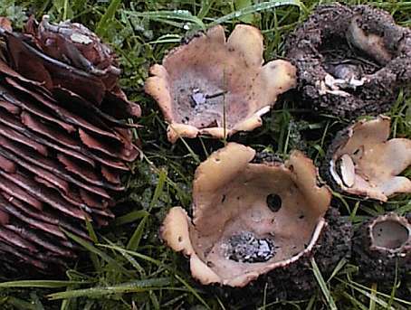 Geopora sumneriana SMS-1999