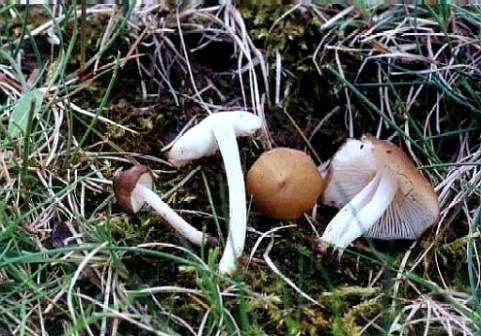 Hydropus subalpinus  SMS-1999