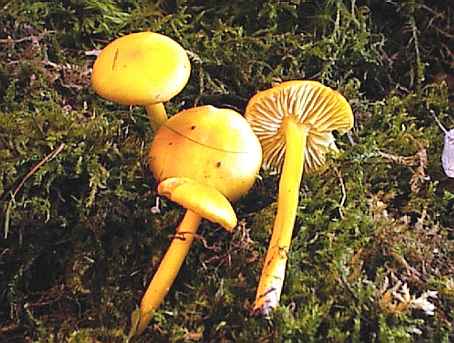 Hygrocybe chlorophana  SMS-1998