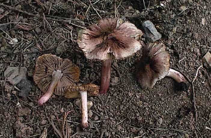 Inocybe jurana SMS-2000