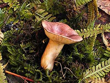 Lactarius curtus  SMS-1998
