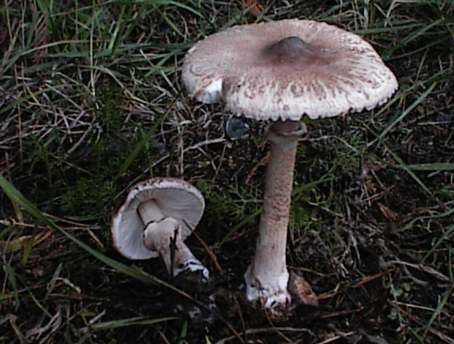 Macrolepiota konradii ©SMS-1999