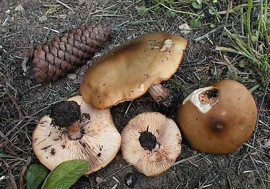 Melanoleuca cognata ©SMS-2000