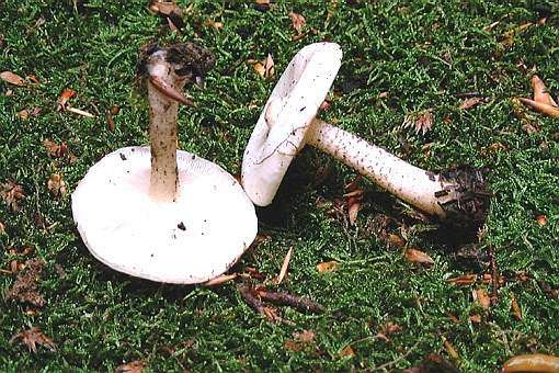 Melanoleuca verrucipes ©SMS-1999