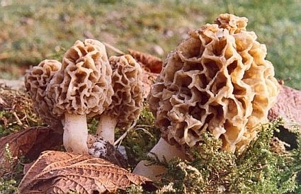 Morchella esculenta ©SMS-2001