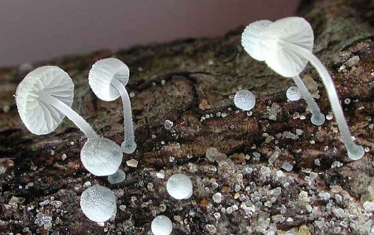 Mycena tenerrima ©SMS-2000