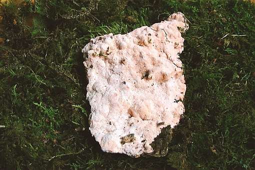 Oligoporus placentus ©SMS-1999