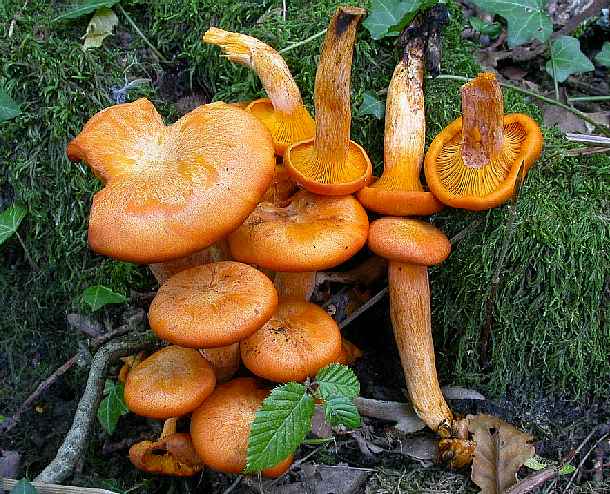 Omphalotus illudens ©SMS 2002
