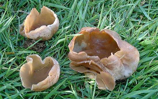 Peziza vesicularis SMS-2000