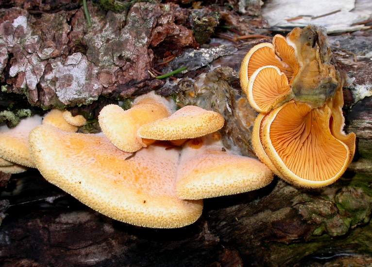 Phyllotopsis nidulans © D. Schott
