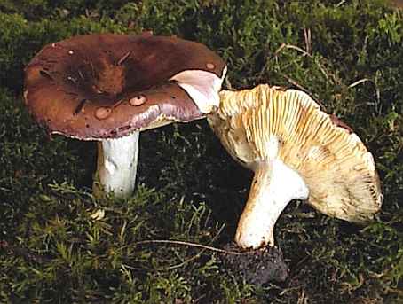 Russula adulterina  SMS-1998