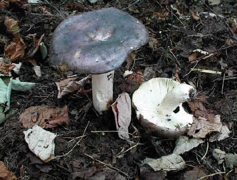 Russula cyanoxantha  SMS-1999