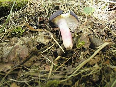 Russula violeipes ©SMS-1999