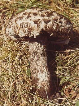Strobylomyces strobilaceus ©SMS-2001