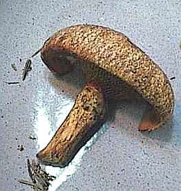 Suillus tridentinus  SMS-1998