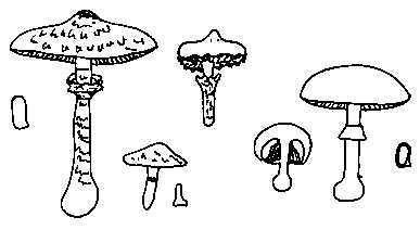 Famille des AGARICACEES