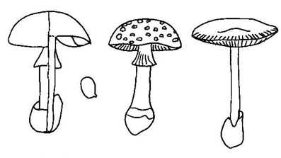 Famille des AMANITACEES