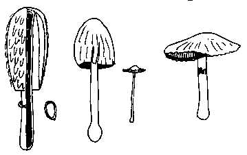 Famille des COPRINACEES