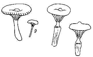 Famille des GOMPHIDIACEES