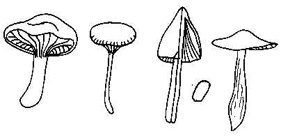 Famille des HYGROPHORACEES
