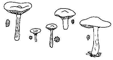 Famille des TRICHOLOMATACEES