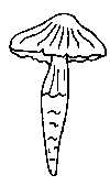 MYXACIUM