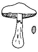 PHLEGMACIUM