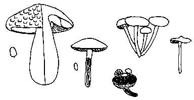 Famille des TRICHOLOMATACEES